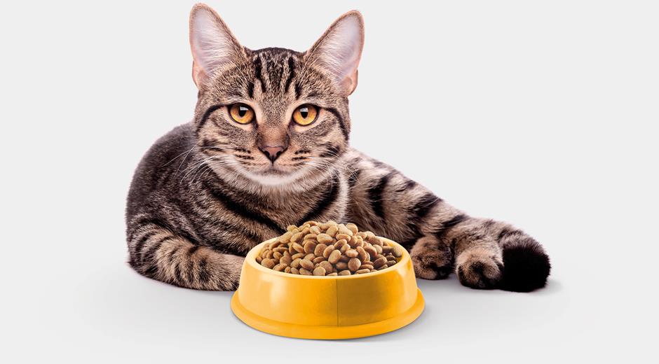 Лучшие корма для кошек, ТОП-30 рейтинг кошачьих кормов 2024