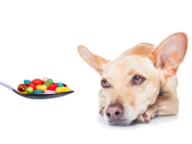 как давать витамины собаке при натуральном кормлении
